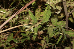 Sida hackettiana