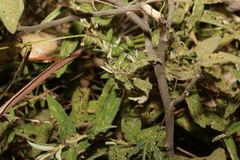 Sida hackettiana