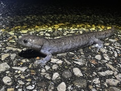 Ambystoma barbouri