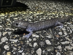 Ambystoma barbouri