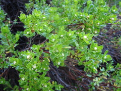 Baccharis mylodontis