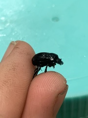 Onthophagus taurus