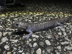Ambystoma barbouri