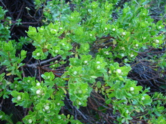 Baccharis mylodontis