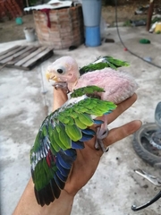 Brotogeris cyanoptera