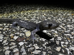 Ambystoma jeffersonianum