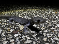 Ambystoma jeffersonianum
