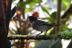 Ixothraupis rufigula