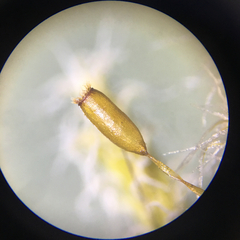 Racomitrium curiosissimum