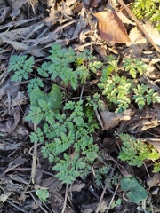 Anthriscus sylvestris