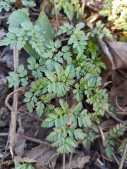 Anthriscus sylvestris