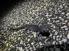 Ambystoma jeffersonianum
