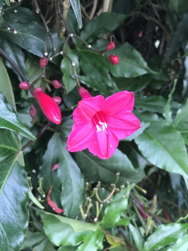 Ipomoea horsfalliae observed 2023-02-22