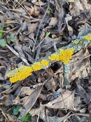 Xanthoria parietina