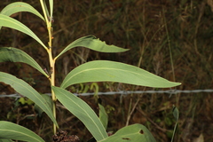Acacia falcata