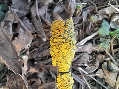 Xanthoria parietina