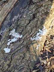 Schizophyllum commune