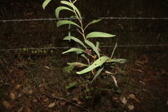 Acacia falcata