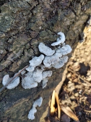 Schizophyllum commune