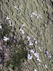 Schizophyllum commune
