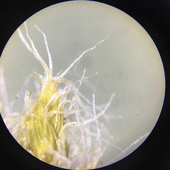 Racomitrium curiosissimum