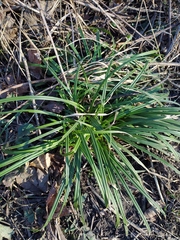 Carex sylvatica