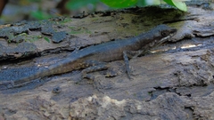 Anolis oxylophus