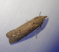 Heteromicta pachytera