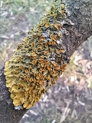 Xanthoria parietina