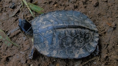 Rhinoclemmys funerea
