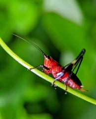 Conocephalus melaenus