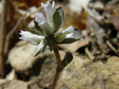 Obolaria virginica