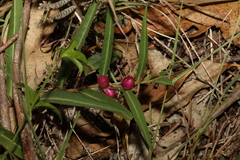 Eremophila debilis
