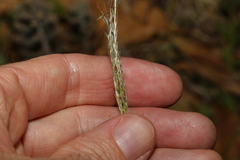 Bothriochloa decipiens