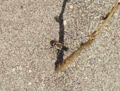 Cicindela theatina