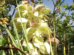 Yucca glauca