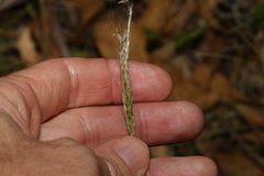 Bothriochloa decipiens