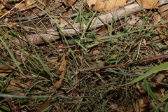Bothriochloa decipiens