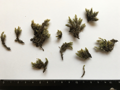 Racomitrium curiosissimum