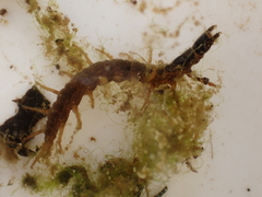 Archichauliodes diversus