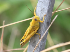 Cyrtacanthacridini