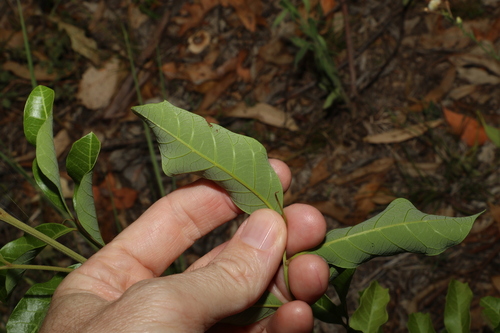 Image of Alectryon connatus by (c) Greg Tasney, some rights reserved (CC BY-SA)