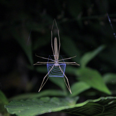 Deinopis