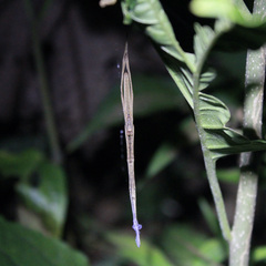 Deinopis