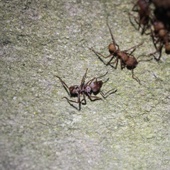 Acromyrmex octospinosus