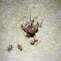 Acromyrmex octospinosus