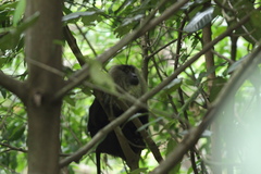 Macaca silenus