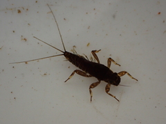 Leptophlebiidae