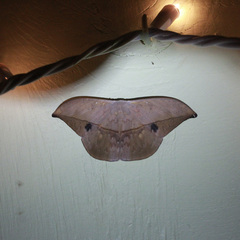 Oxytenis modestia