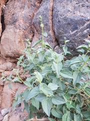 Bahiopsis reticulata